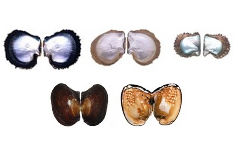 Pearl Formation