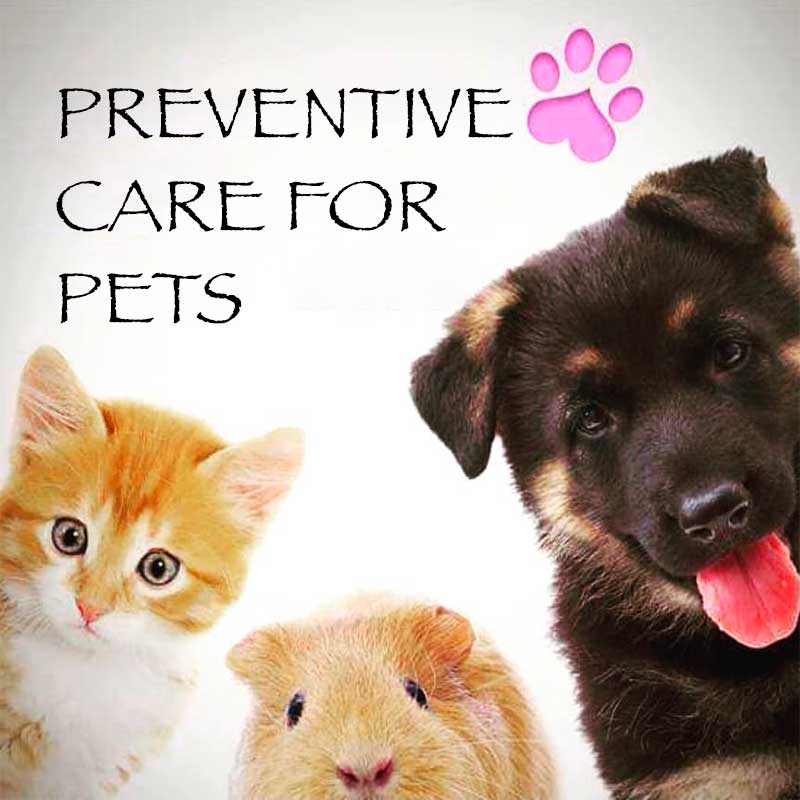 预防照顾宠物