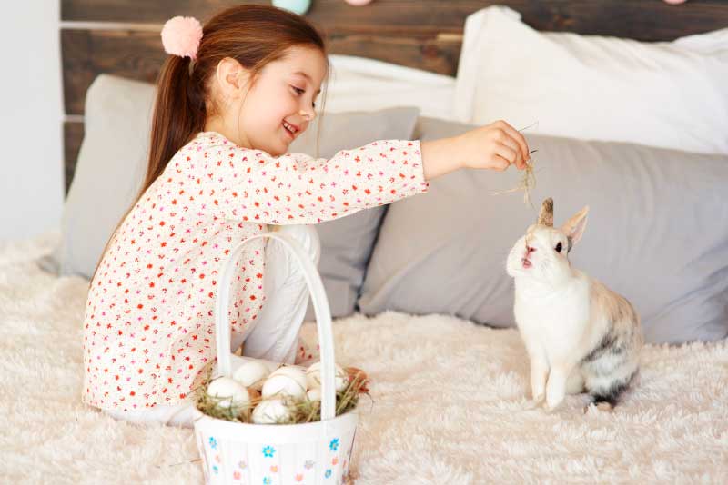 How to Create a Safe and Happy Home for Your Pet Rabbit