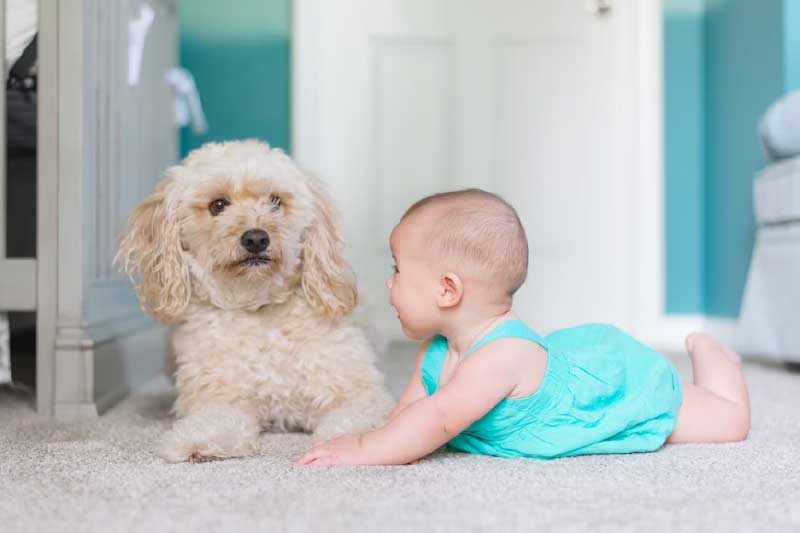 Are Cavapoos Good With Kids? Everything You Need To Know!