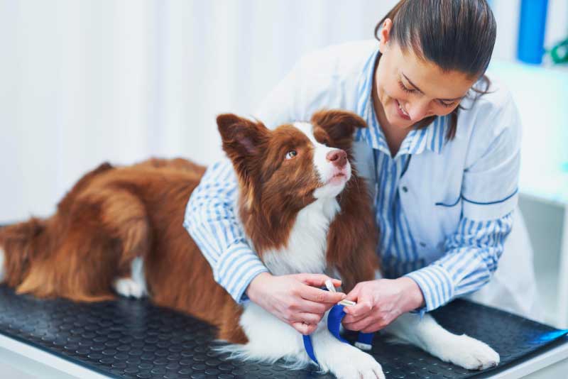 10定期审查的好处对你的宠物的健康检查