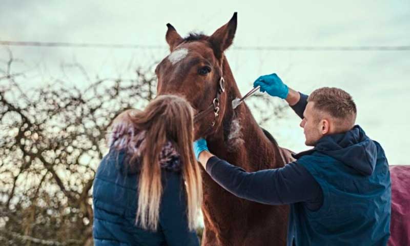 马的脊椎指压治疗者指南治疗马的错位和疼痛